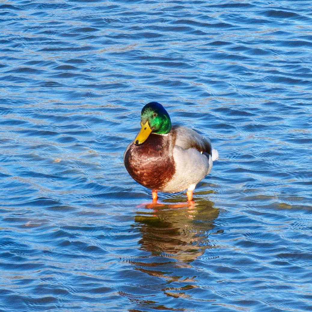 Waterfront Duck